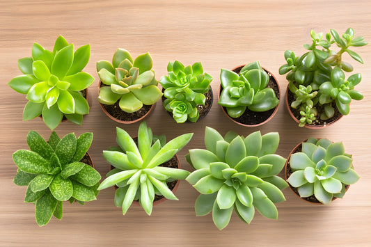 Plant Therapy Workshops