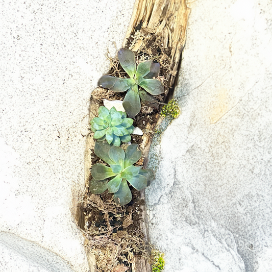 Botanical home arrangement